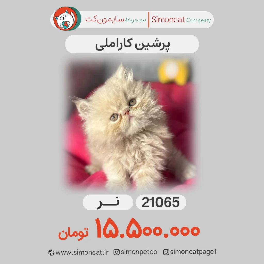 گربه پرشین کاراملی