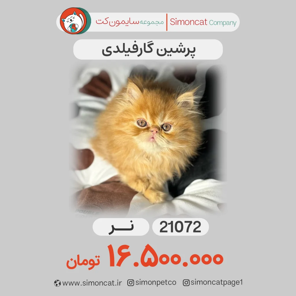 گربه پرشین گارفیلد
