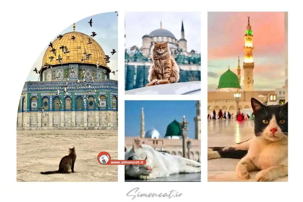 آیات قرآن در مورد گربه داریم؟