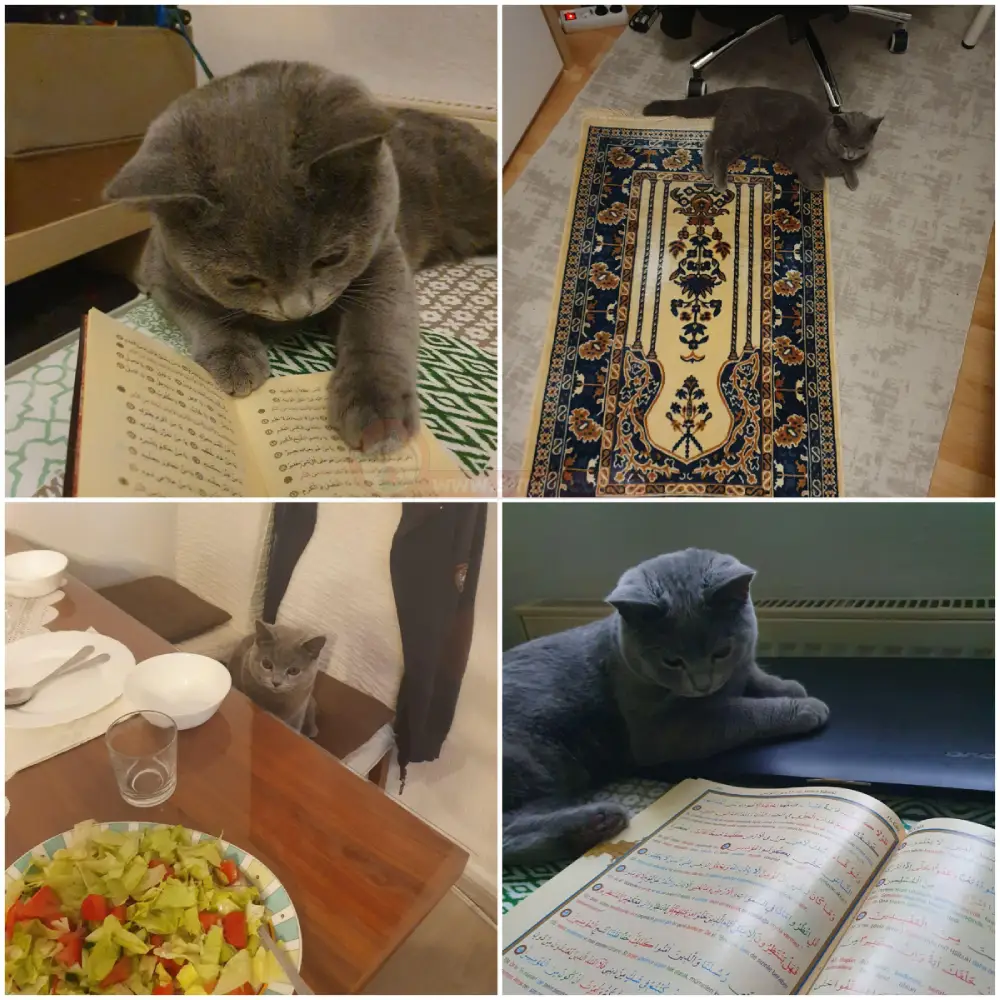 احادیثی از پیامبر درباره نگهداری از گربه‌ها