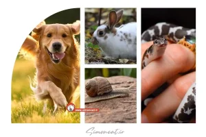 اسم برای حیوانات خانگی