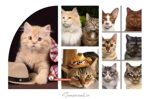 اسم گربه نر در کشور های مختلف