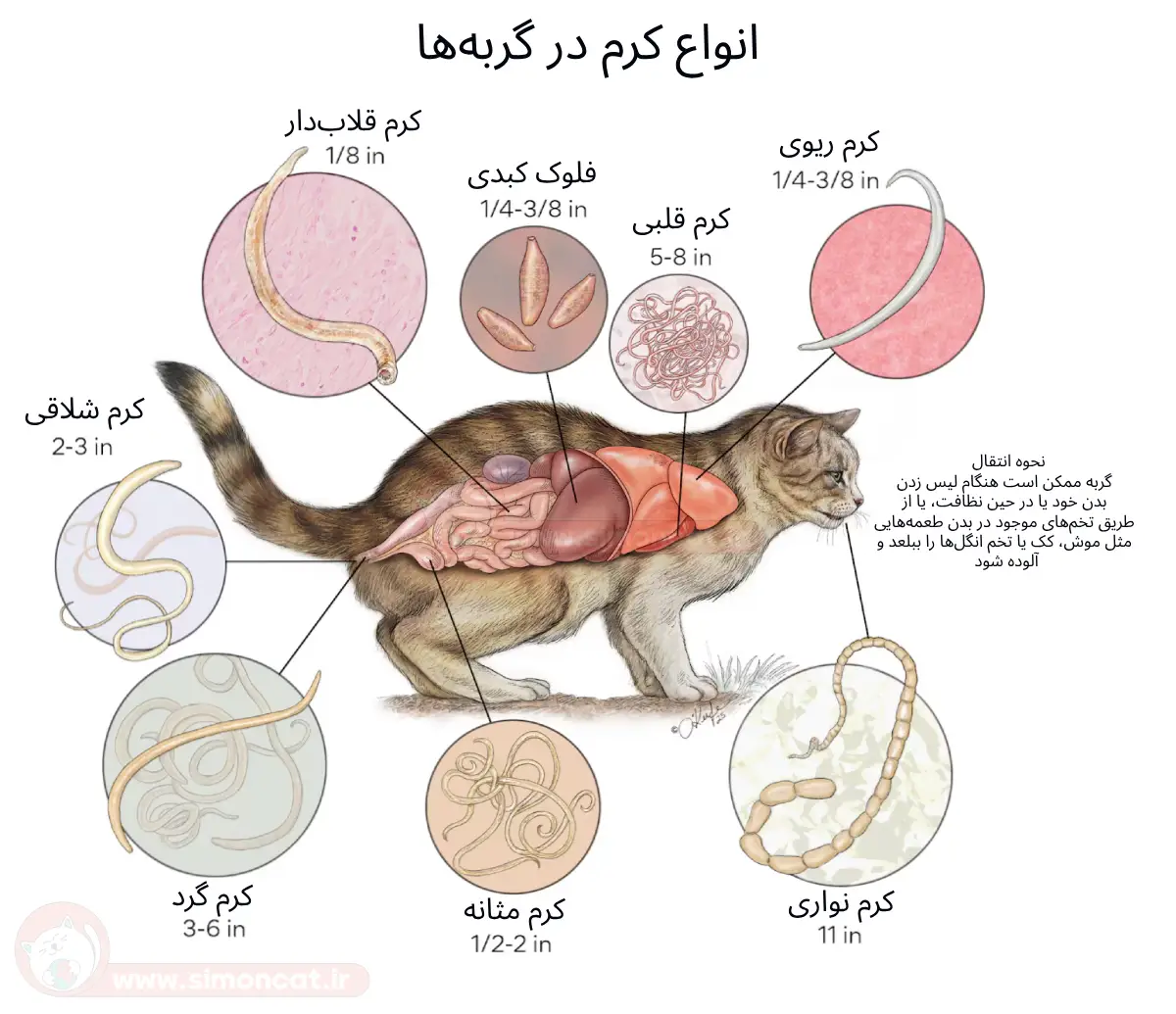 انواع کرم در گربه