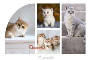 انواع گربه بریتیش