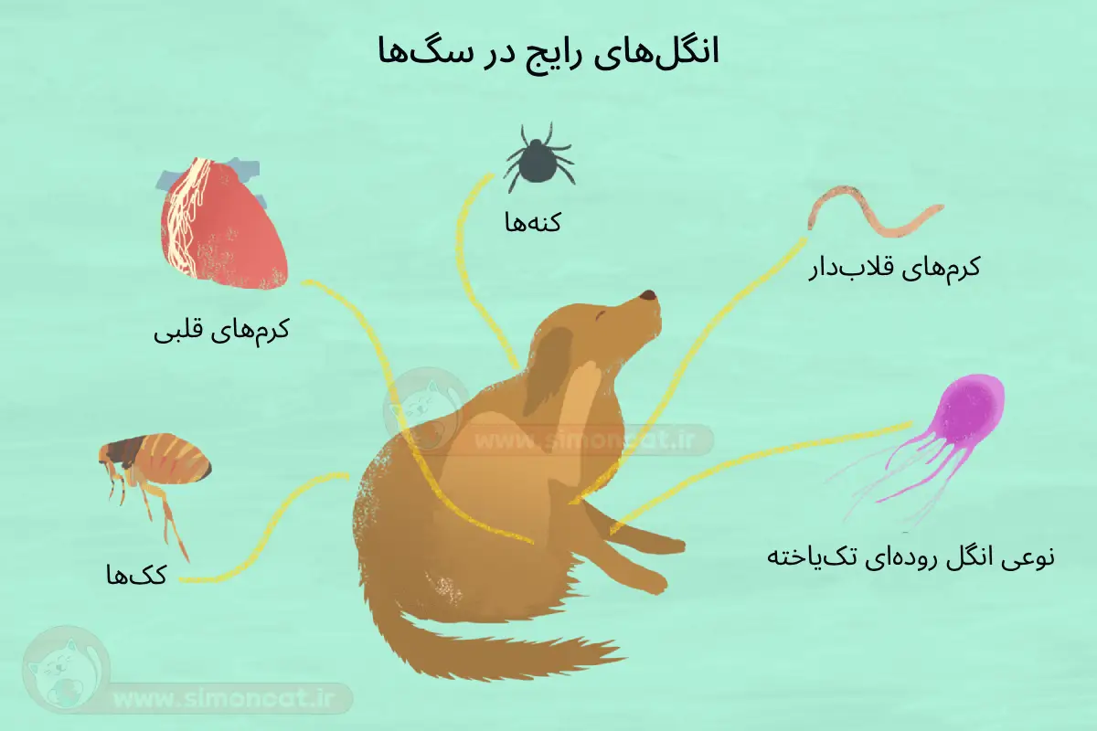انگل های رایج در سگها