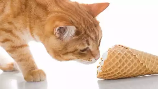 بستنی قیفی برای گربه خوبه؟