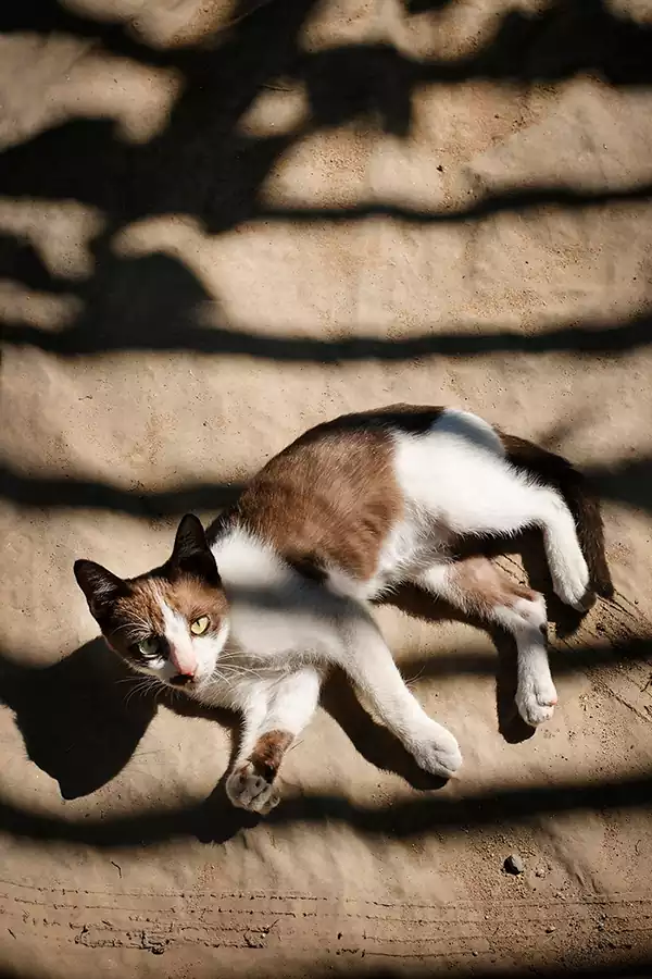 بچه گربه روی زمین