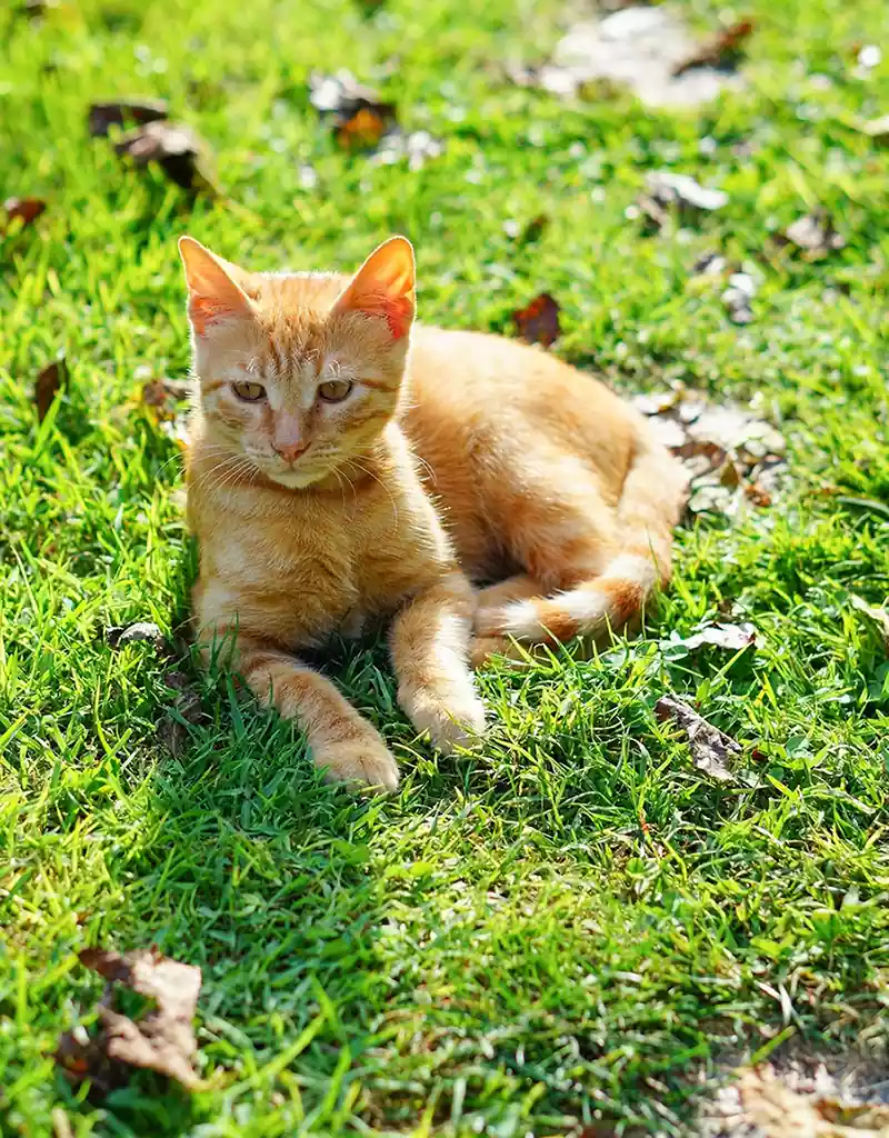 بچه گربه نارنجی خیابانی