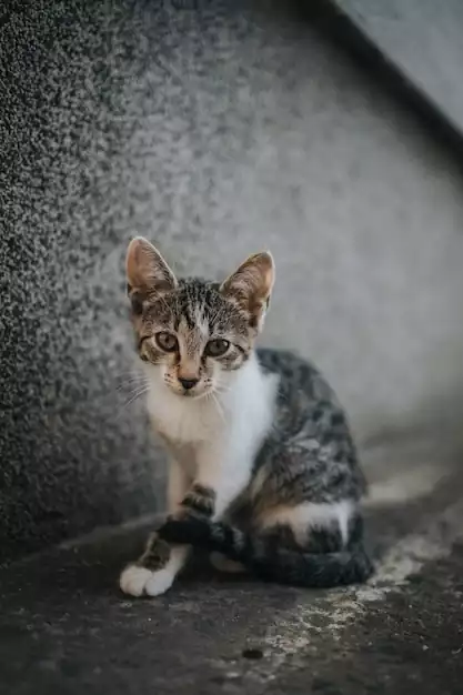 بچه گربه کنار دیوار