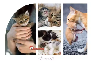 بچه گربه کی از مادرش جدا می شود؟