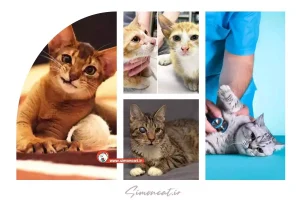 بیماری ‌های ژنتیکی در گربه