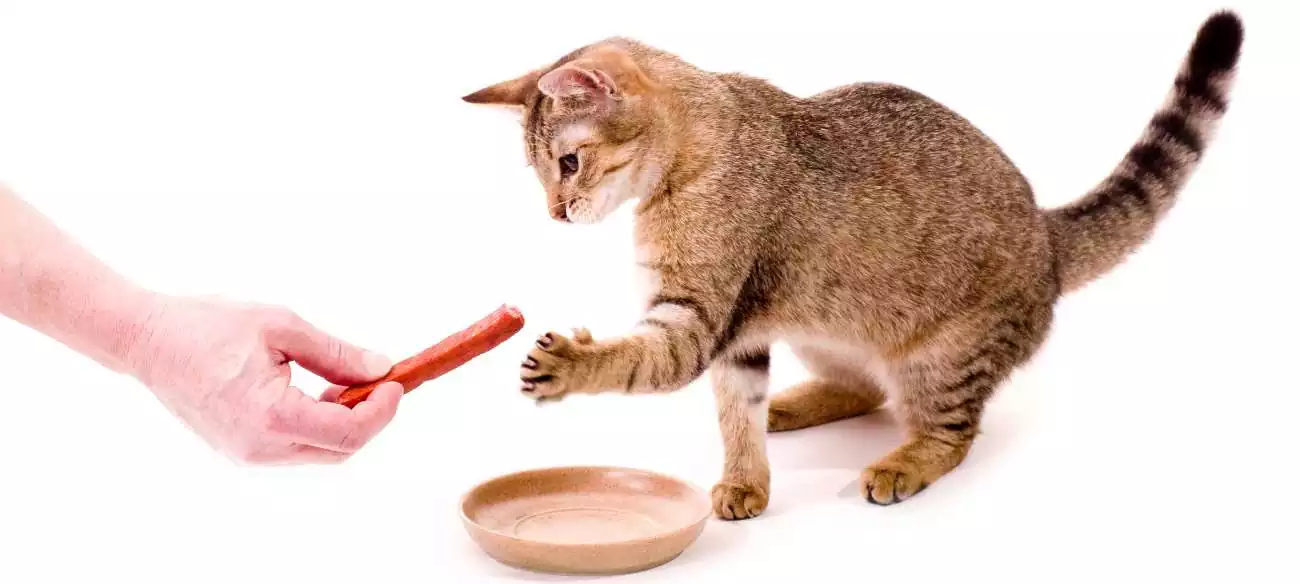 تشویقی برای گربه