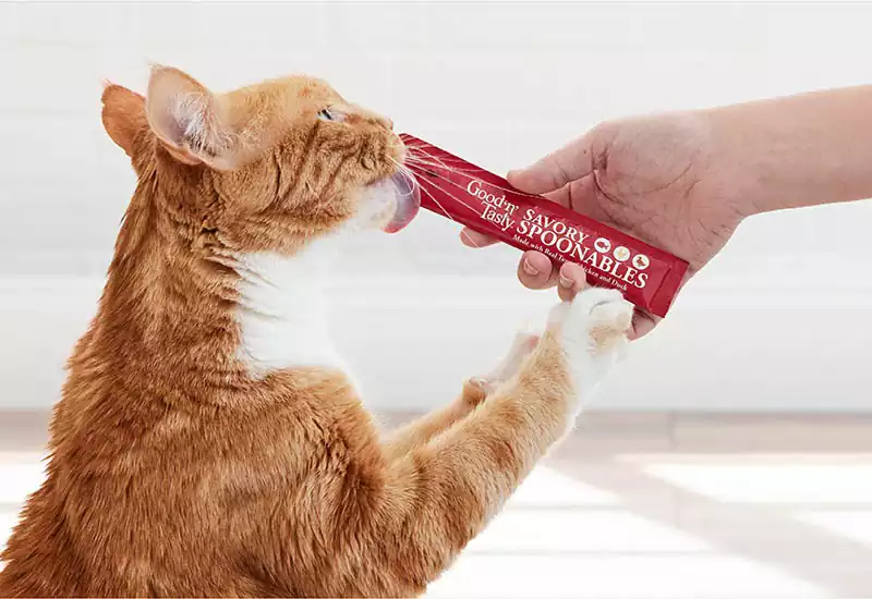 تشویقی گربه خانگی