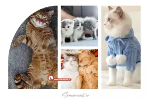 خرید گربه نر