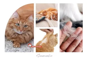 راه های جلوگیری از ریزش موی گربه