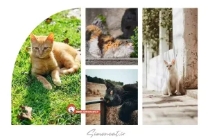 عکس گربه خیابانی کیوت
