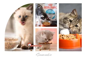 غذای خشک گربه از چند ماهگی