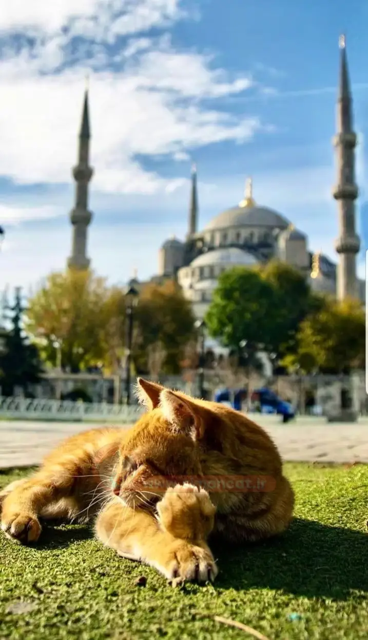 فواید نگهداری گربه در اسلام