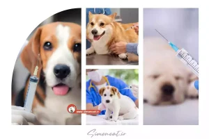 قیمت واکسن هشت گانه سگ