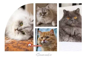 قیمت گربه پرشین کلاسیک