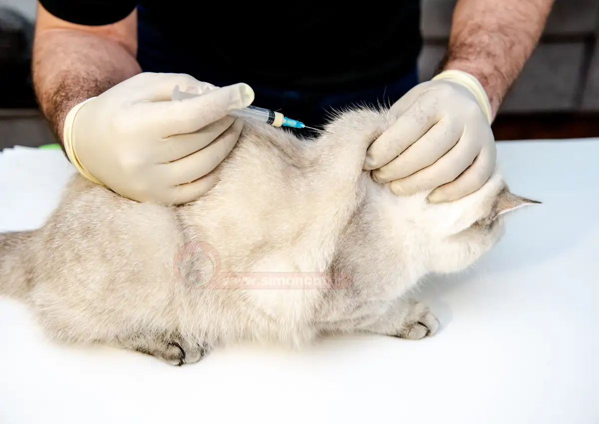 واکسن هاری برای گربه چقدر اثر دارد؟