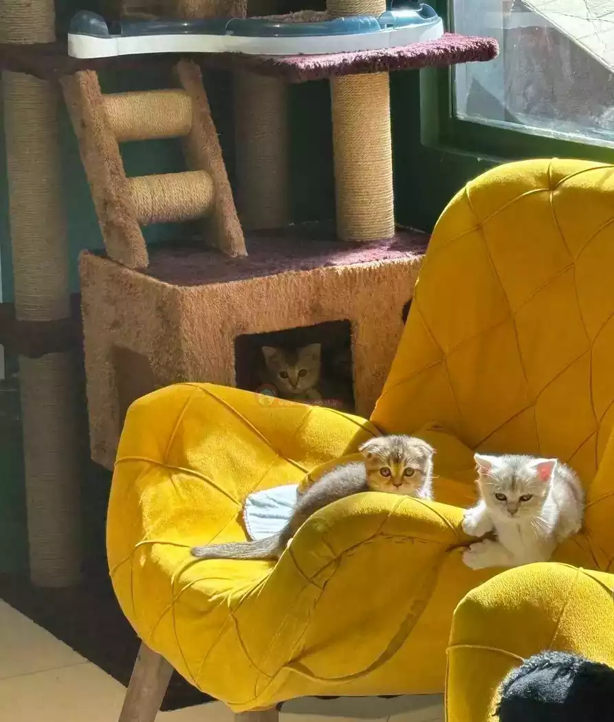 پانسیون نگهداری بچه گربه