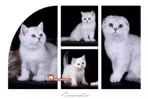 گربه اسکاتیش ns12