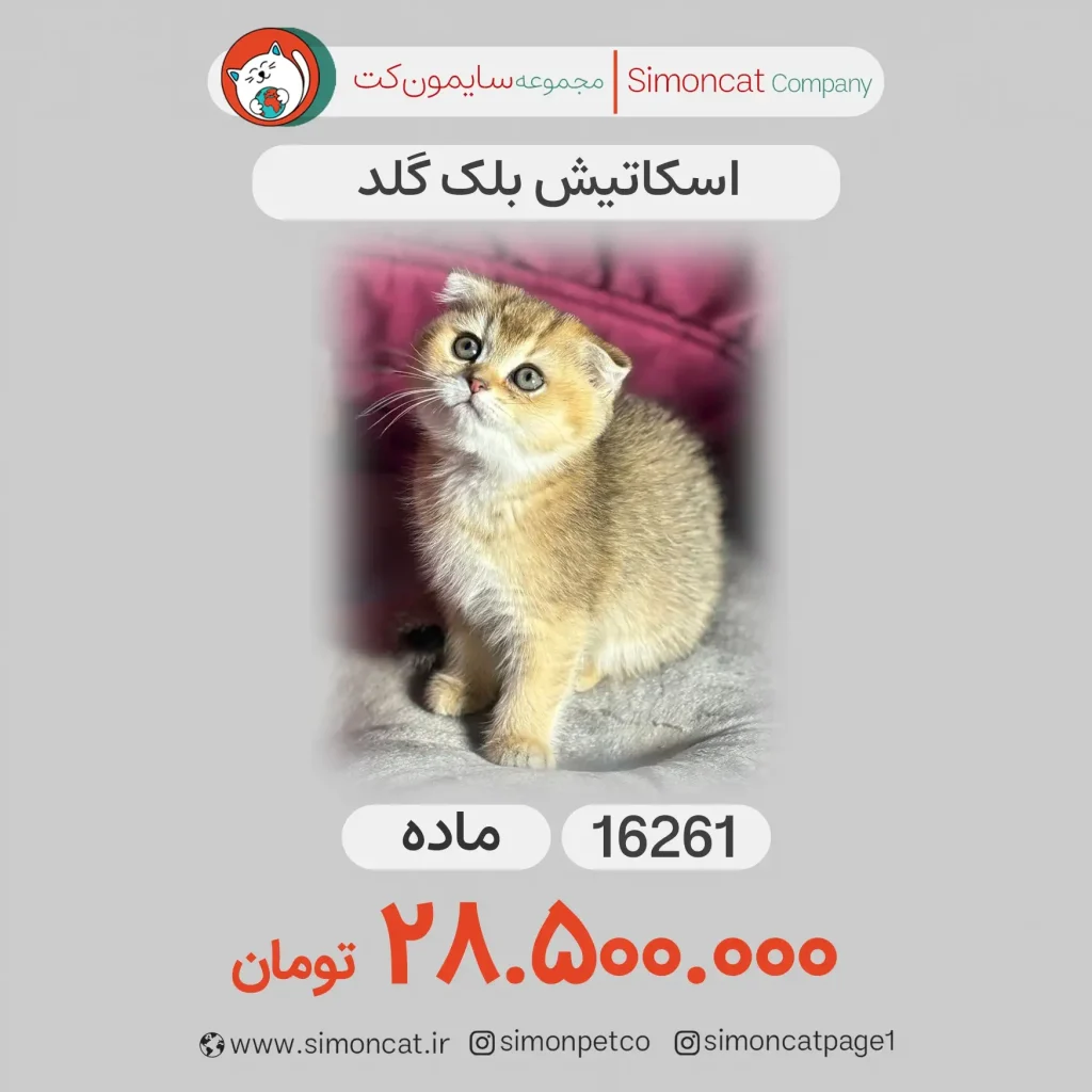 گربه اسکاتیش بلک گلد کد 16261