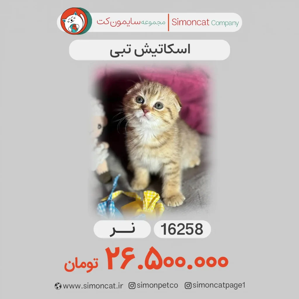گربه اسکاتیش تبی