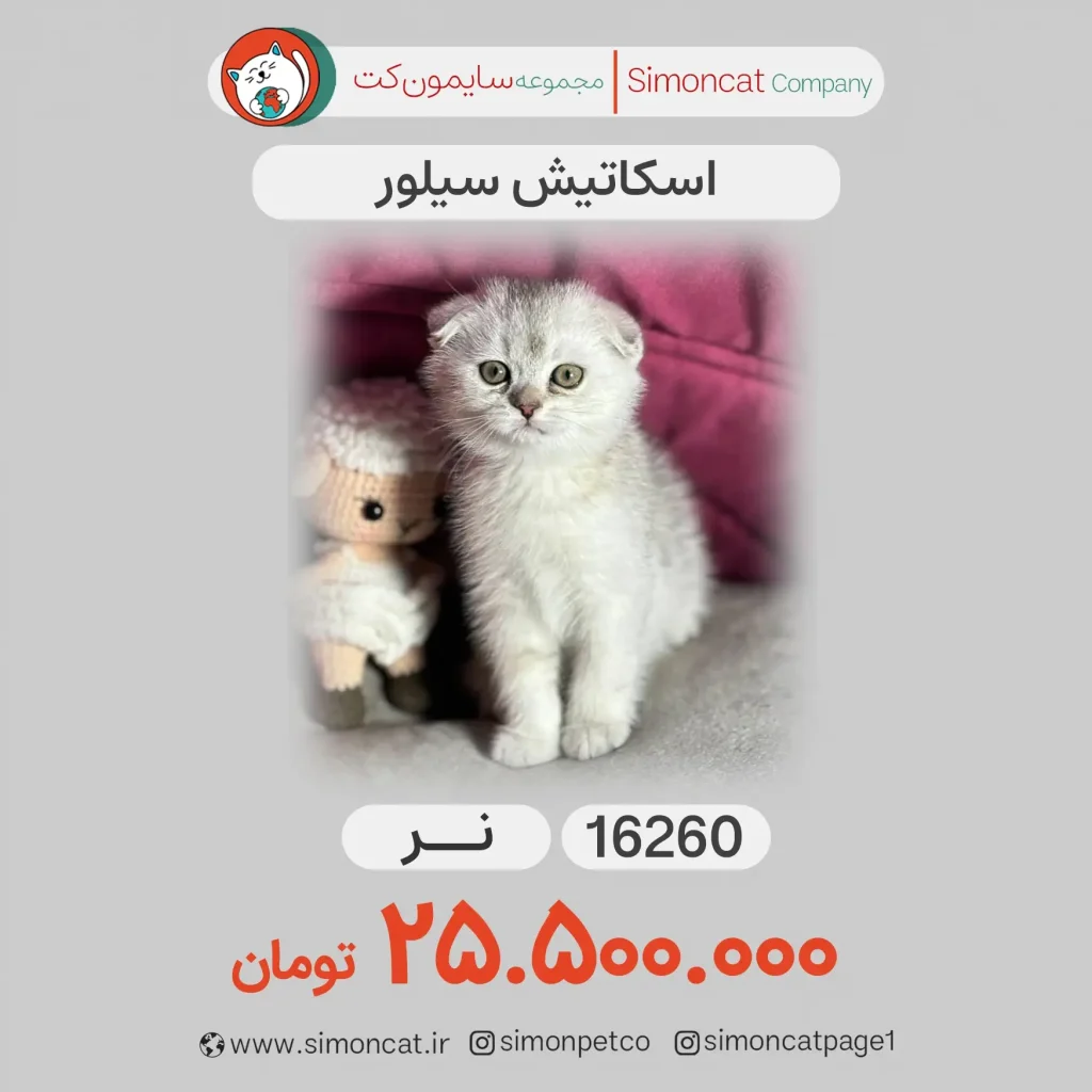 گربه اسکاتیش سیلور