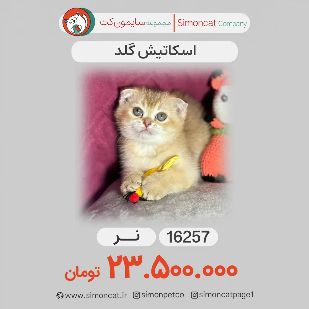 گربه اسکاتیش گلد