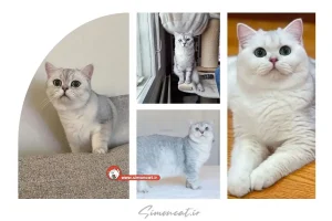 گربه بریتیش ns25