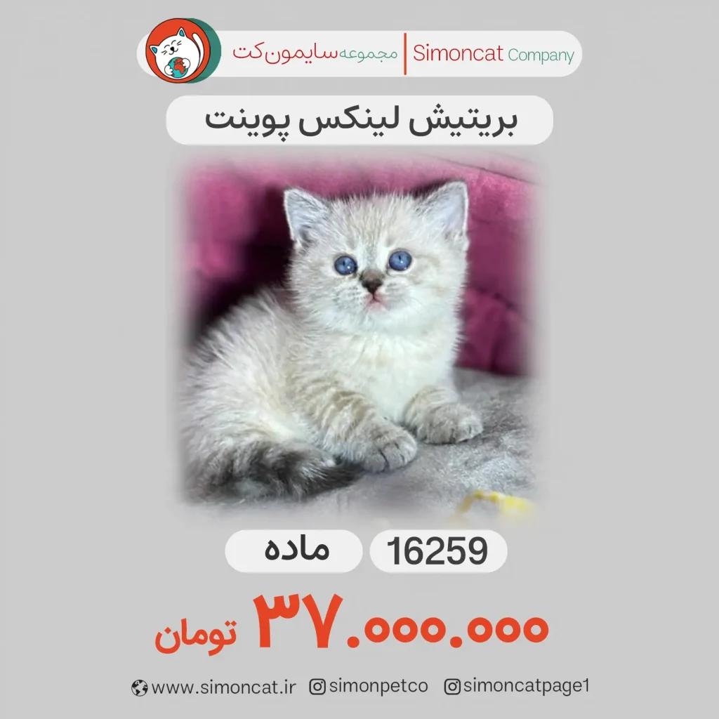 گربه بریتیش لینکس پوینت