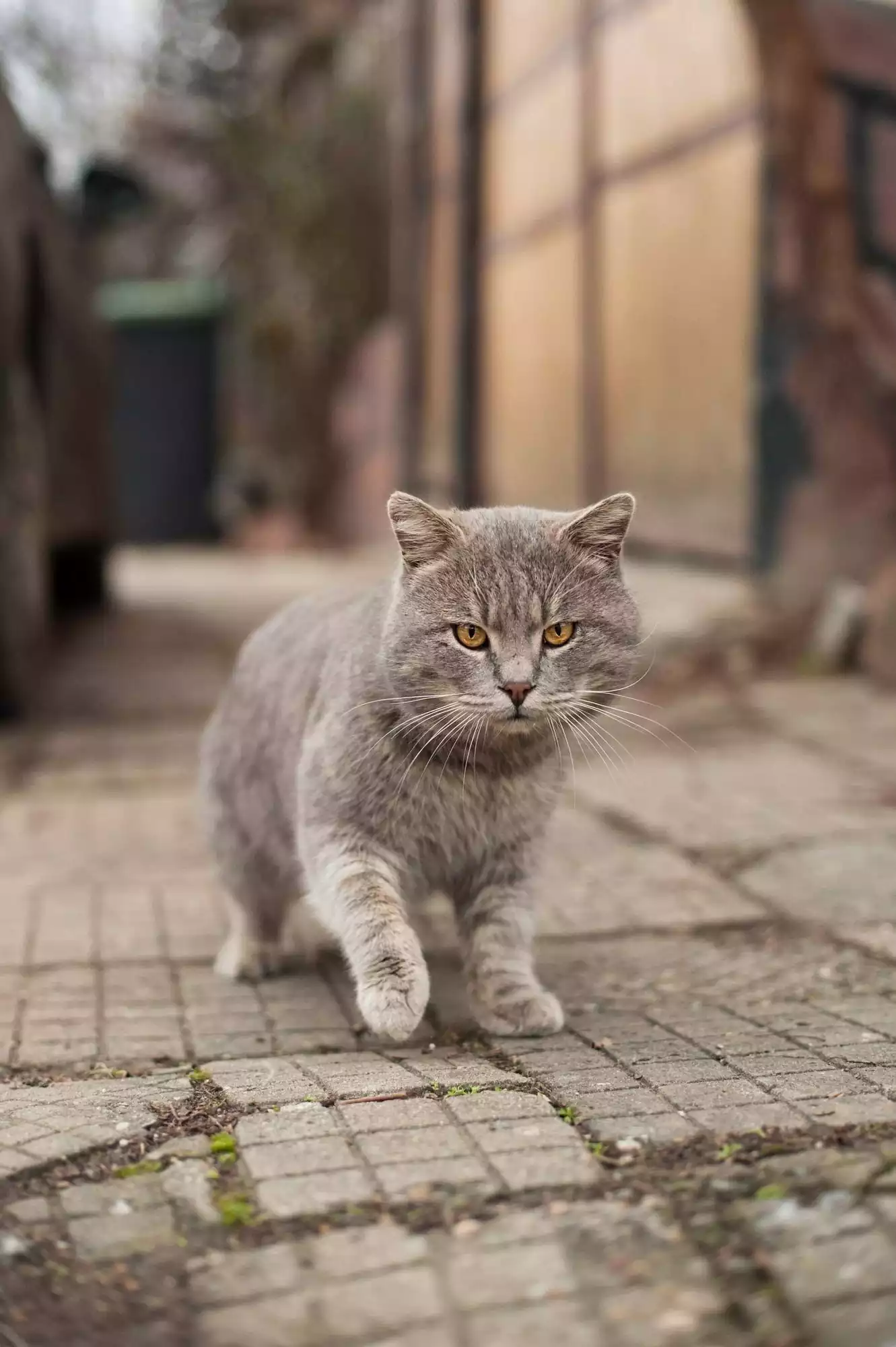 گربه خاکستری نژاددار