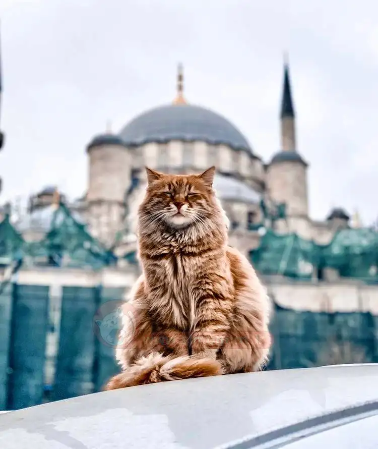 گربه در اسلام