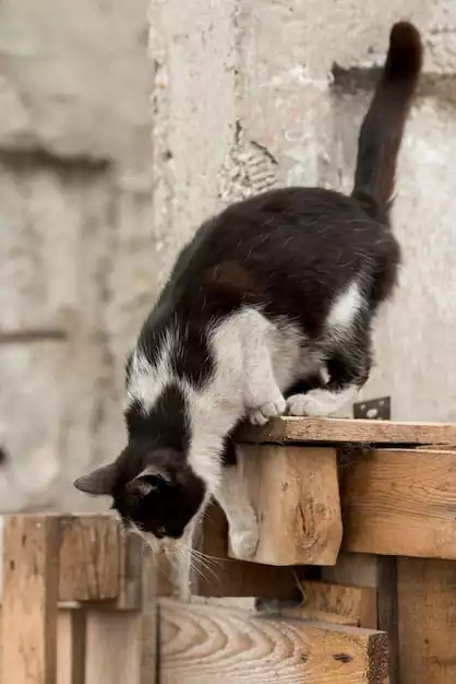 گربه دو رنگ در حال پایین آمدن