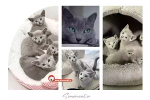 گربه راشن بلو