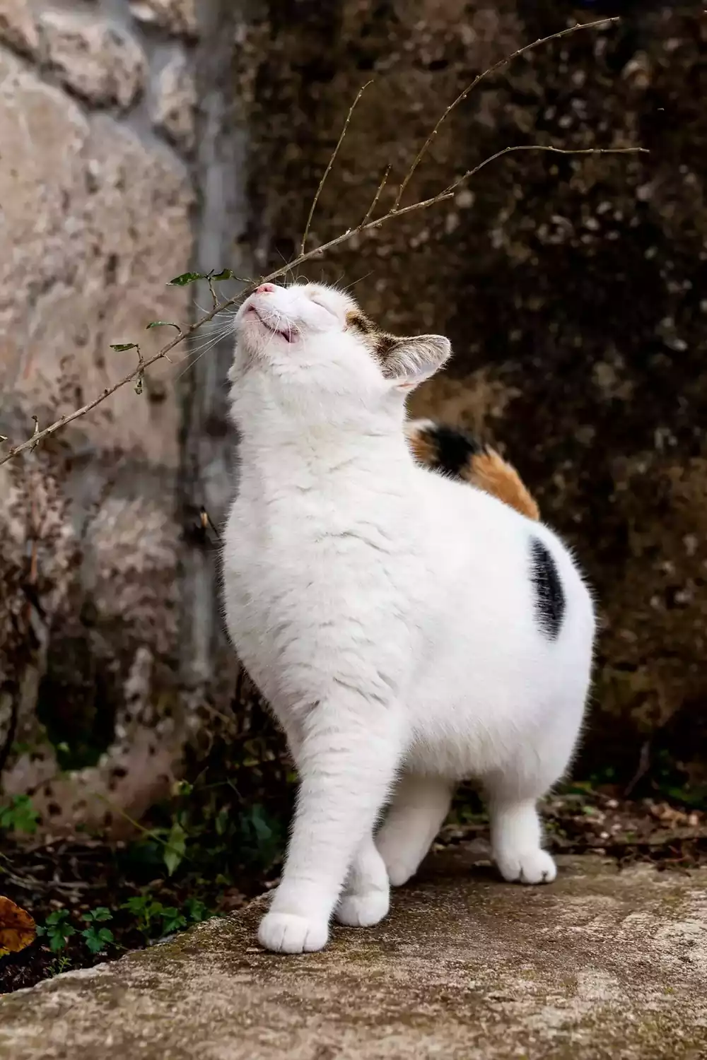 گربه سفید خیابانی