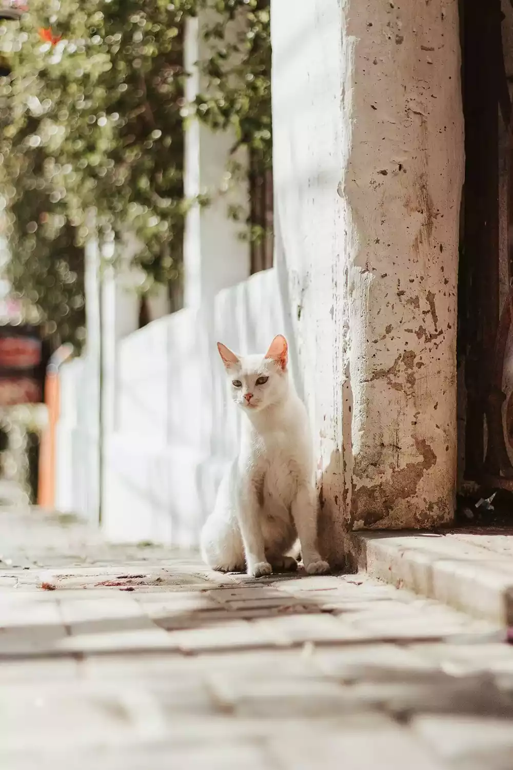 گربه سفید در خیابان