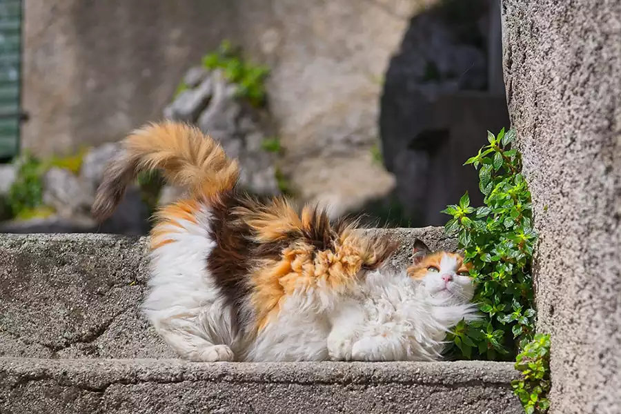 گربه موبلند خیابانی