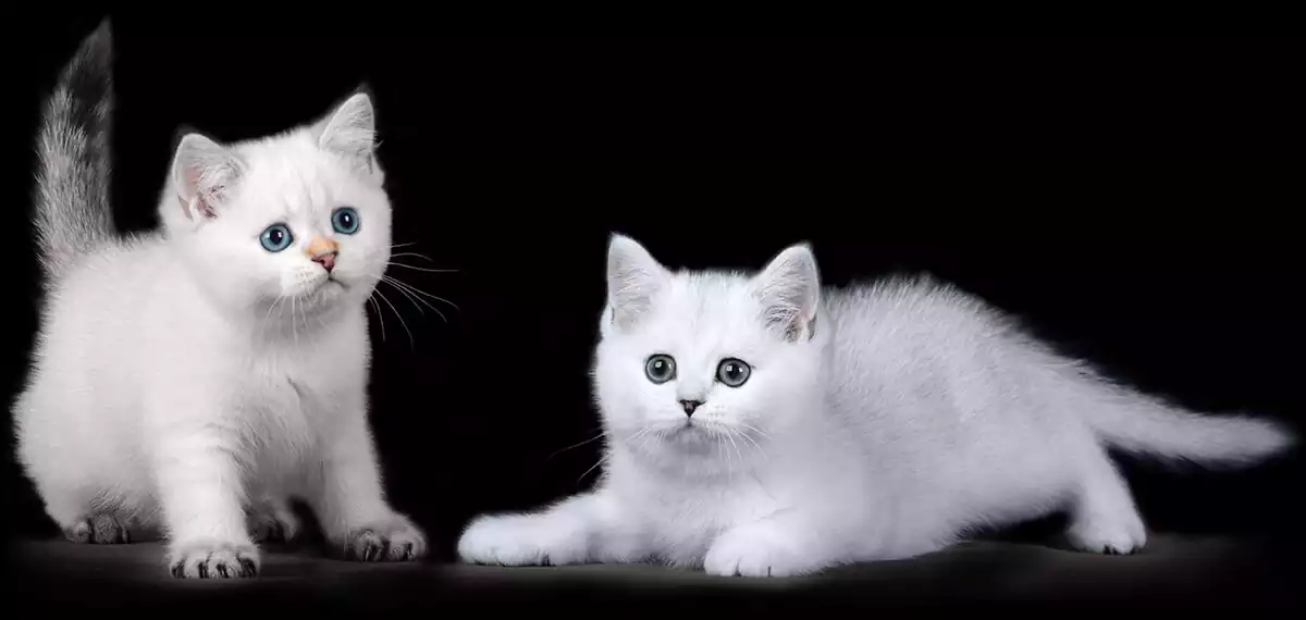 گربه نژاد اسکاتیش آنفولد