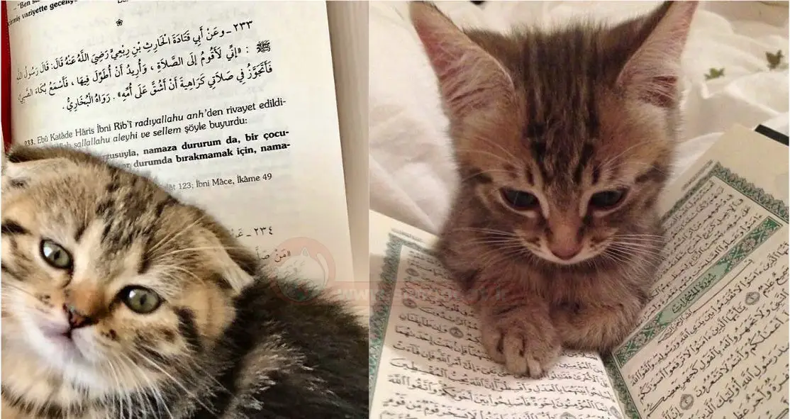 گربه ها در اسلام