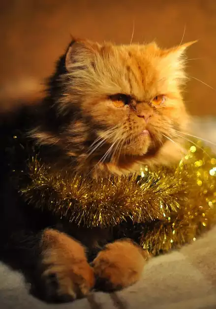 عکس گربه پرشین طوسی