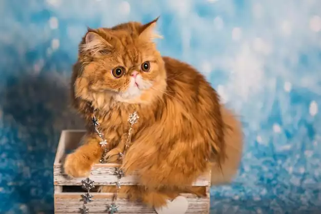 عکس گربه پرشین طوسی