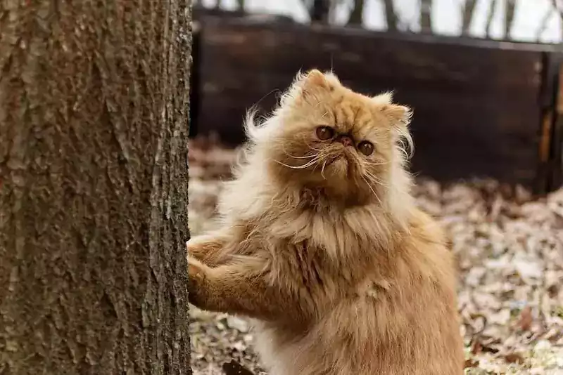 عکس گربه پرشین طوسی