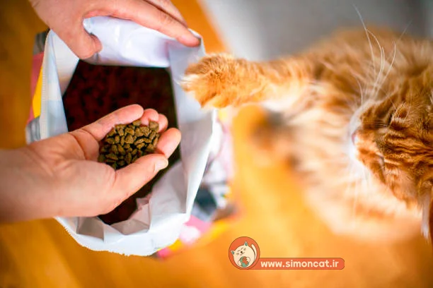 غذای خشک و گربه