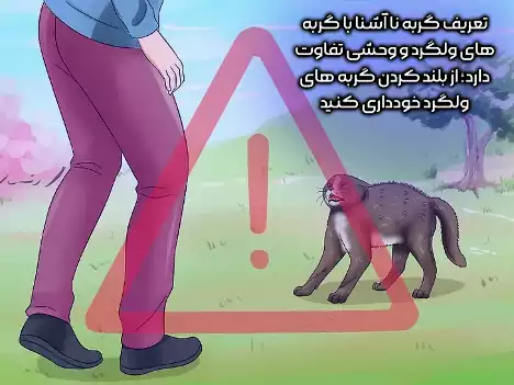 از بلند کردن گربه‌های ولگرد خودداری کنید