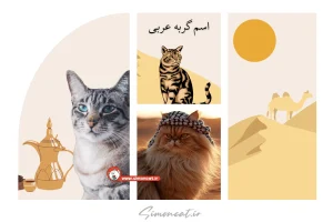 اسم عربی برای گربه