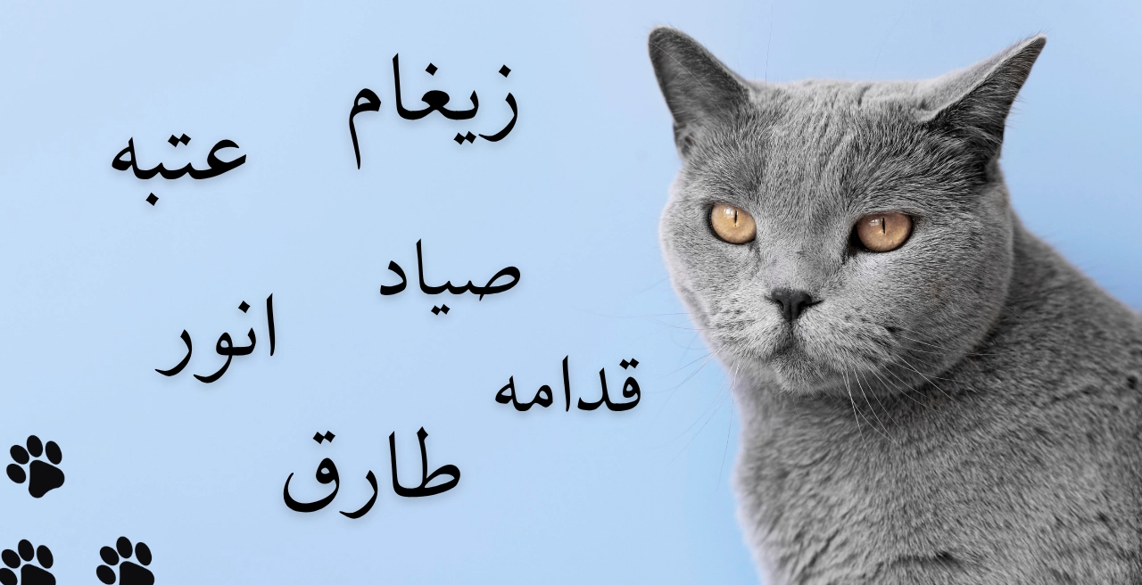 اسم عربی گربه