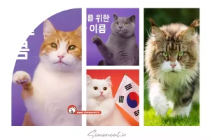 اسم کره ای برای گربه